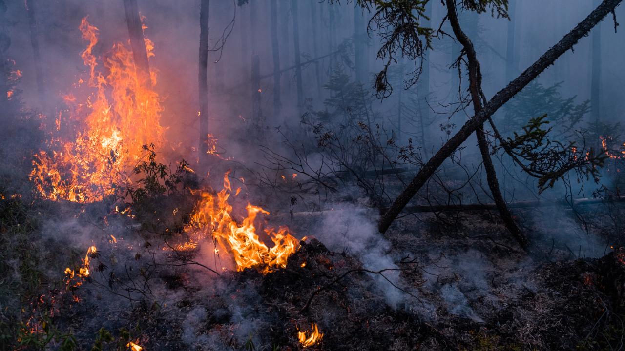 Trump backs higher pay for wildland firefighters while doge cuts wildfire support staff