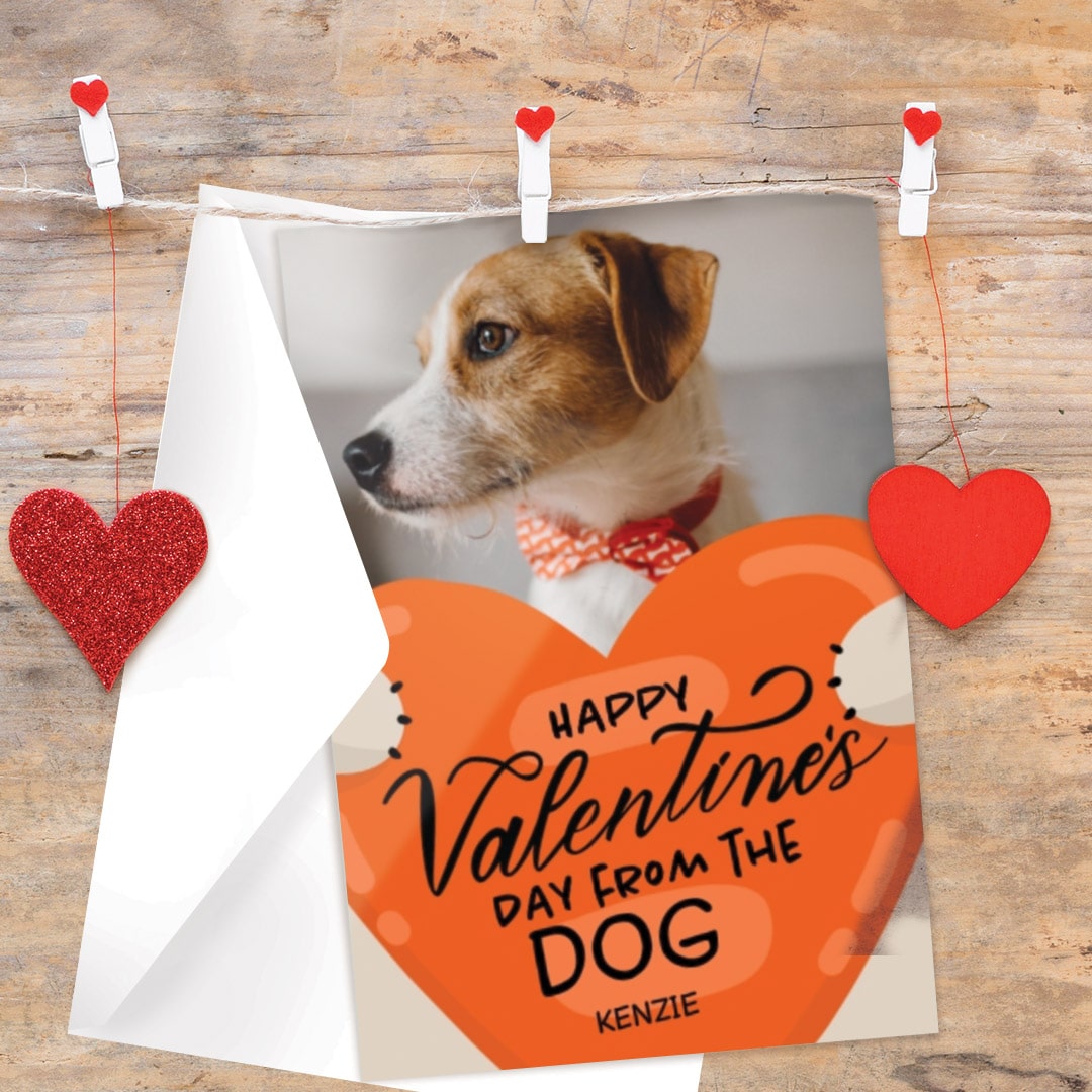 Pets hgtv valentine day gifts Why pets make great valentines