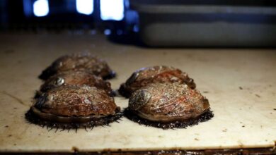 Sv chat growing abalone beneath the monterey wharf