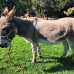 Palo alto perry donkey shrek inspiration dies at 30