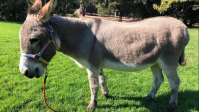 Palo alto perry donkey shrek inspiration dies at 30