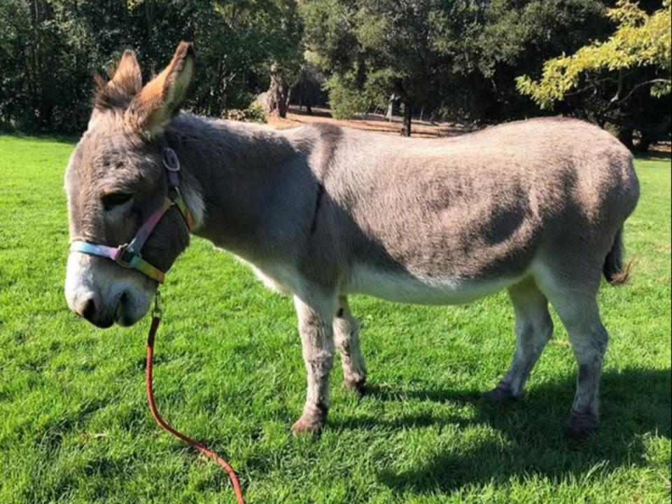 Palo alto perry donkey shrek inspiration dies at 30