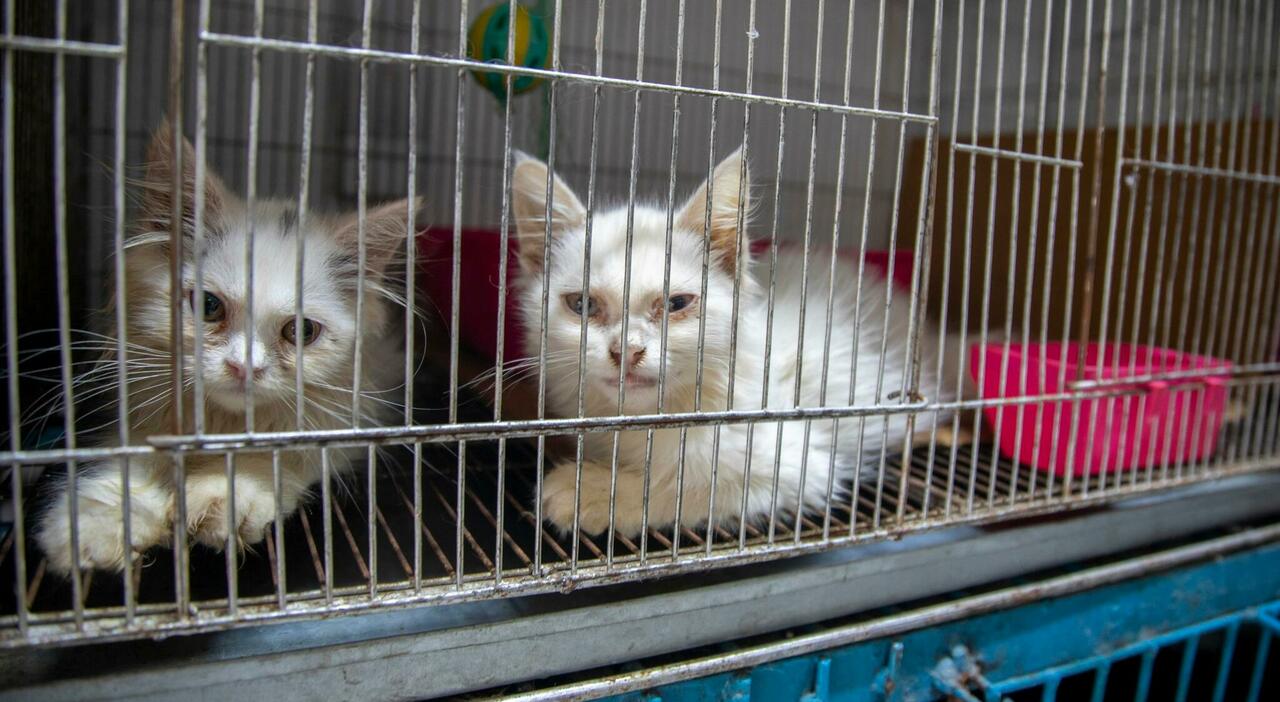 Oregon house cat died after eating pet food that tested positive for bird flu