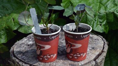 Winter sowing upcycled containers
