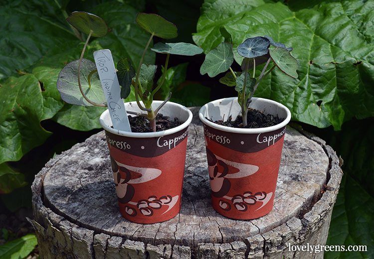 Winter sowing upcycled containers