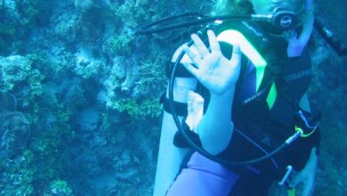 Danielle erin knutson san jose ca