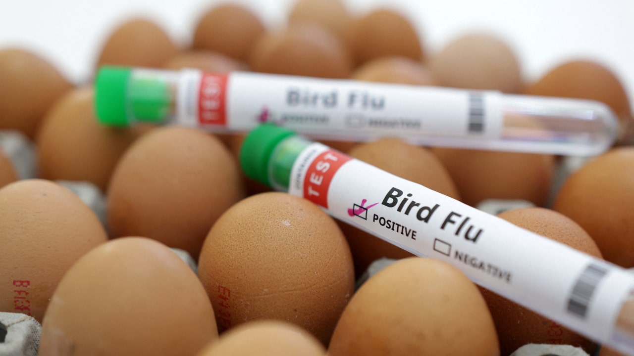 Bird flu has decimated flocks but not at san diego zoos heres how they keep condors penguins and more safe