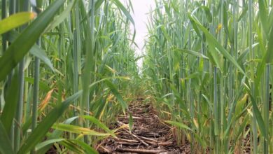 California senate bill save farms agriculture conservation