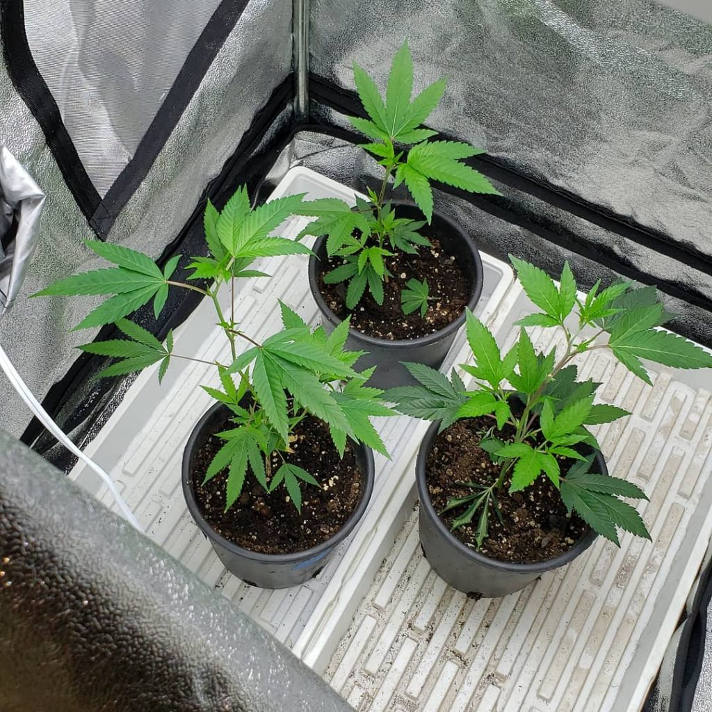 Cannabis weed grow plants own outside transplanted courtesy ready indoor