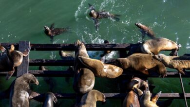 Photo sea lions take back damaged santa cruz wharf