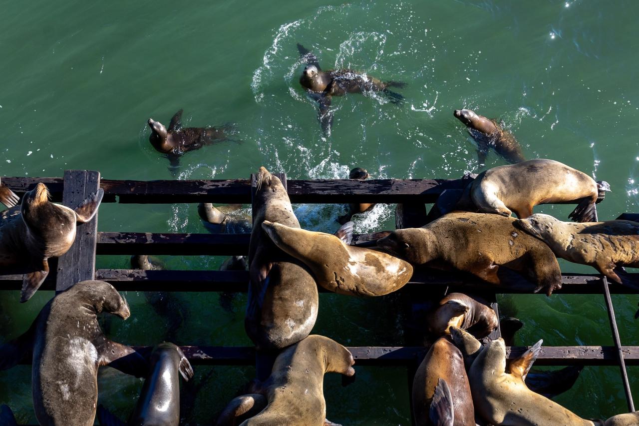 Photo sea lions take back damaged santa cruz wharf