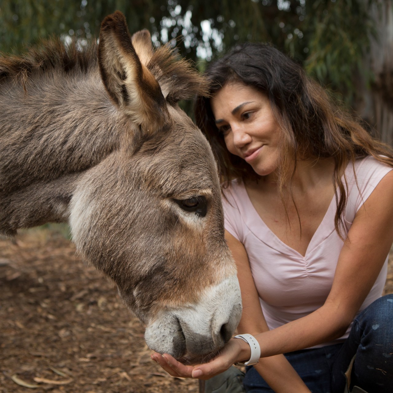 Palo alto perry donkey shrek inspiration dies at 30