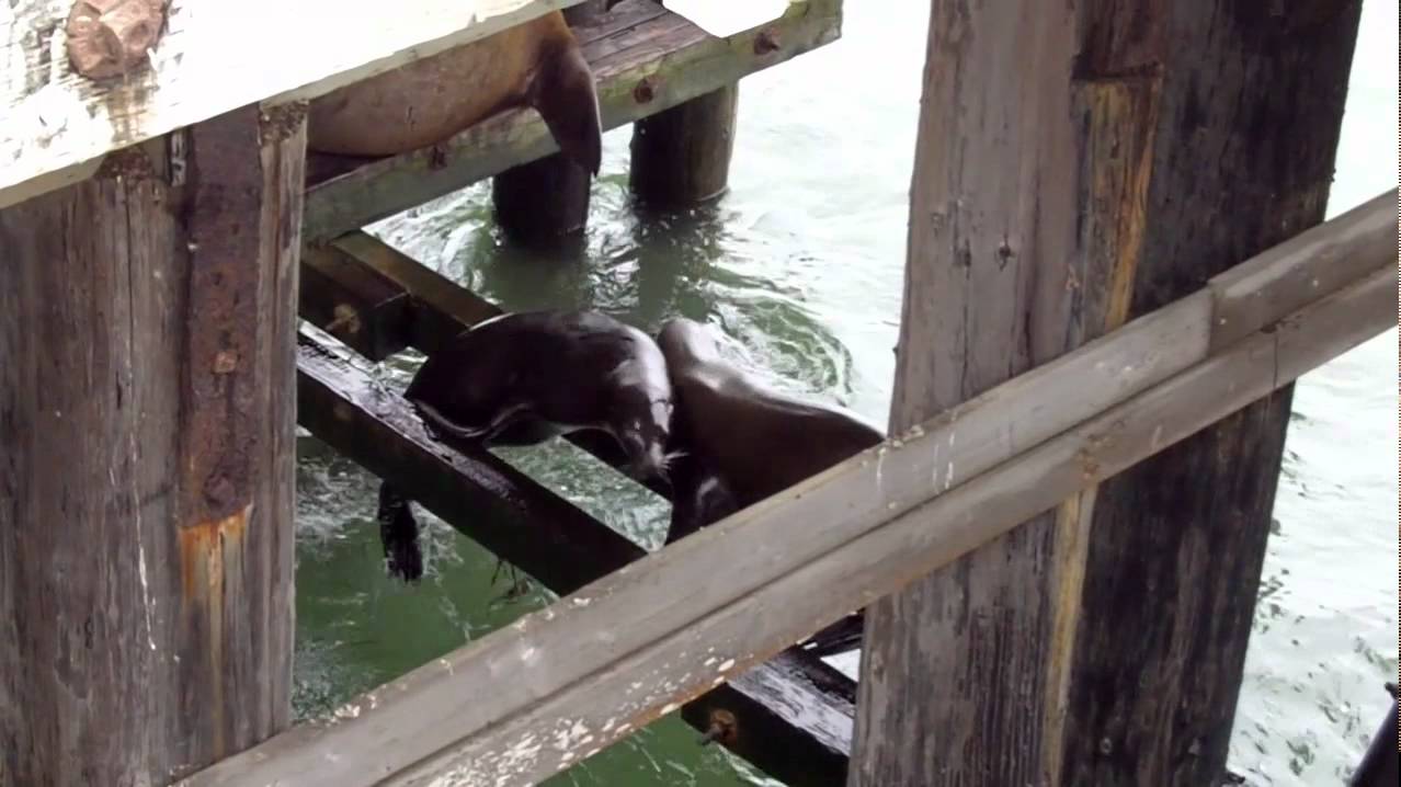 Photo sea lions take back damaged santa cruz wharf