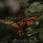 Opinion california save monarch butterfly