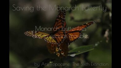 Opinion california save monarch butterfly