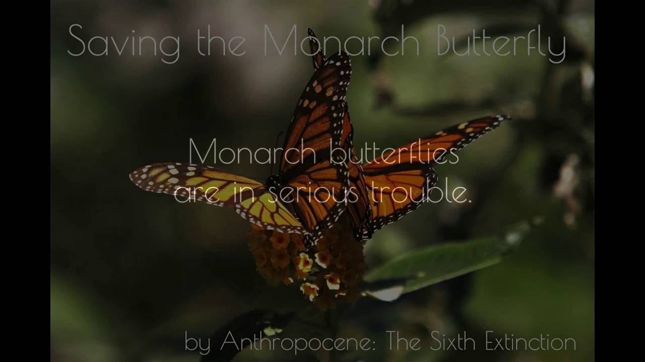 Opinion california save monarch butterfly