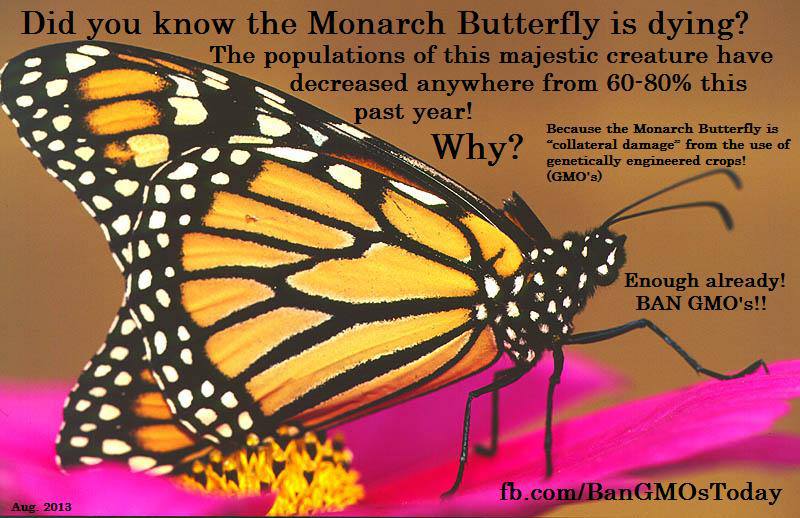Opinion california save monarch butterfly