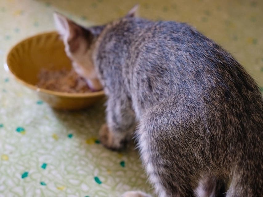 Oregon house cat died after eating pet food that tested positive for bird flu