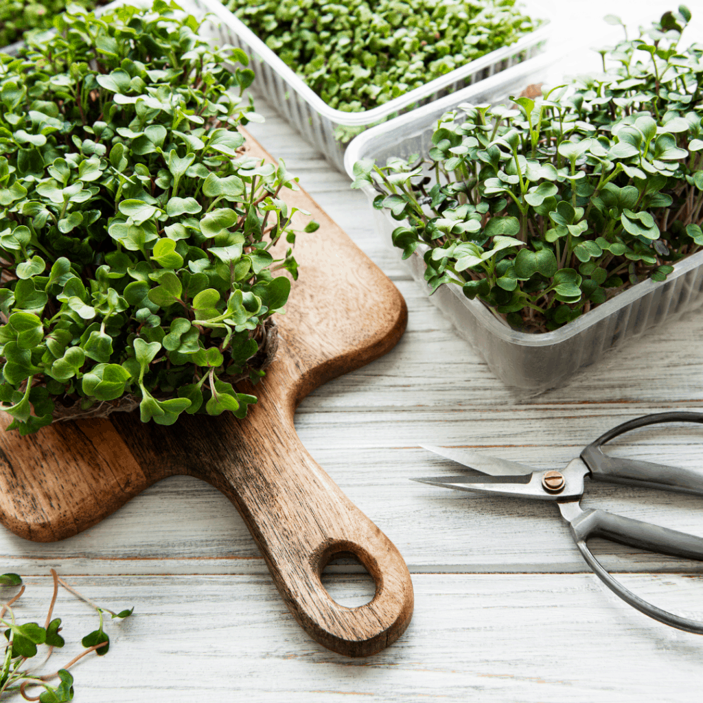 The best kits for growing nutrient packed microgreens at home