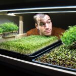 The best kits for growing nutrient packed microgreens at home