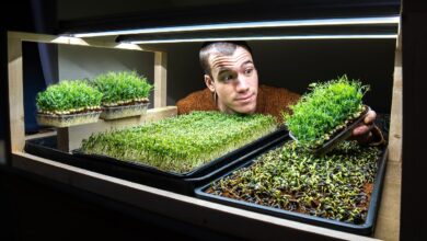 The best kits for growing nutrient packed microgreens at home