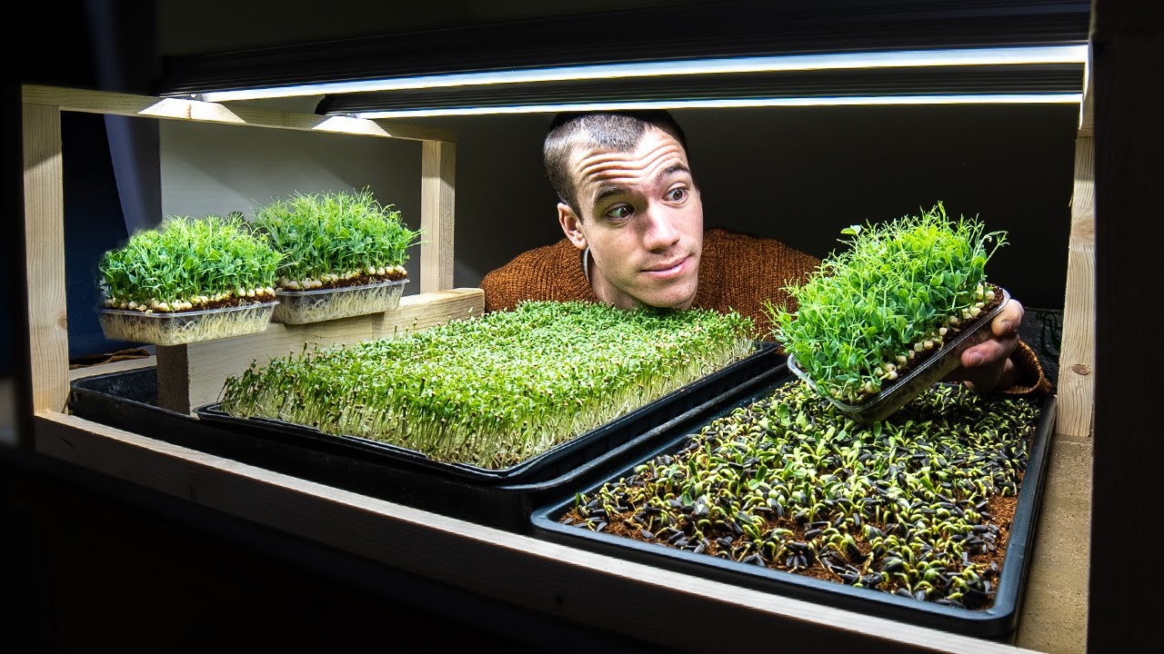 The best kits for growing nutrient packed microgreens at home