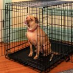 The best dog crate