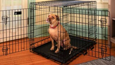 The best dog crate