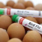 Virus in louisiana bird flu patient shows mutations that could increase transmissibility to humans cdc analysis finds