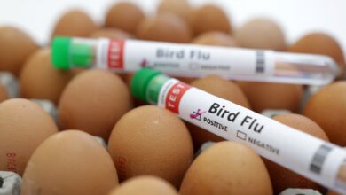 Virus in louisiana bird flu patient shows mutations that could increase transmissibility to humans cdc analysis finds