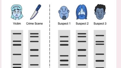 Criminalist victims fingernail clippings indicate dna match to markle