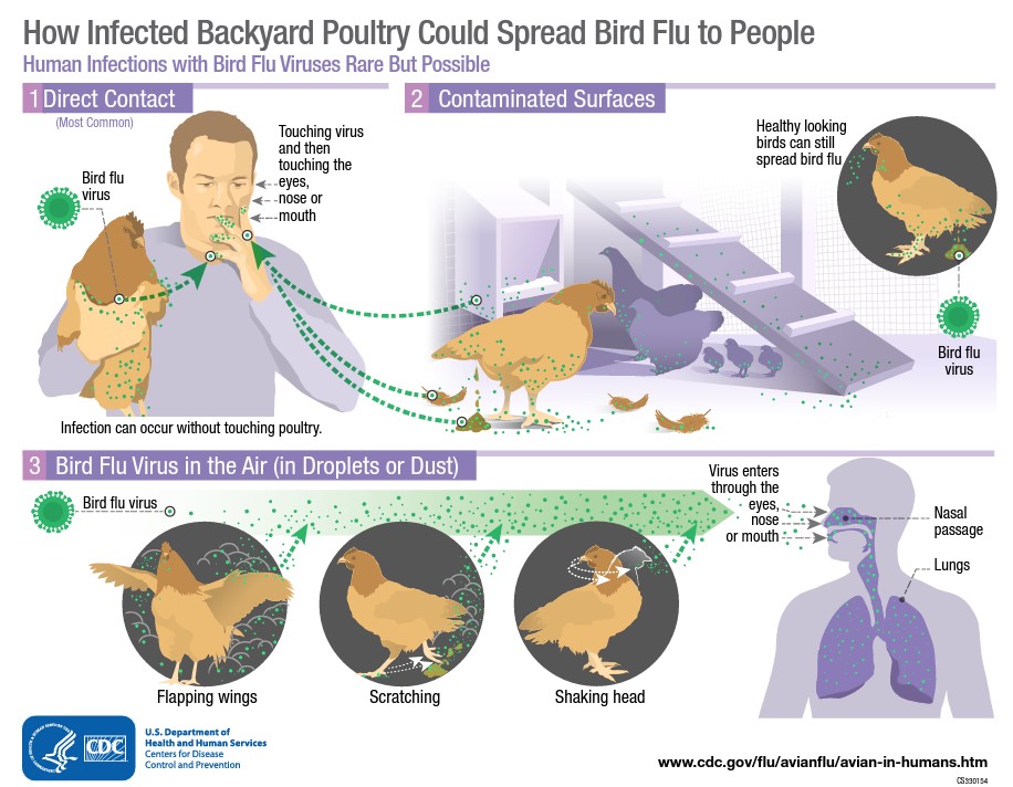 Virus in louisiana bird flu patient shows mutations that could increase transmissibility to humans cdc analysis finds