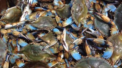 Ncaa tournament marylands crab five brings east coast flair to chase center to face florida