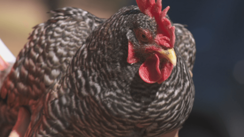 Backyard chickens egg prices