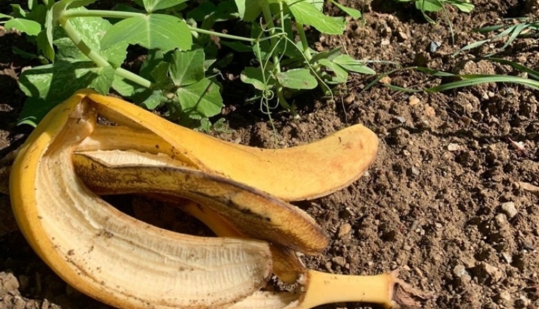 7 Ways To Use Banana Peels In Your Garden - Ferns N Petals Garden tip should you put banana peels in your soil