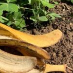 Garden tip should you put banana peels in your soil