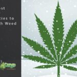 Winter cannabis grow snow frost can cold plants will survive occasional covered while post growery sensiseeds blog