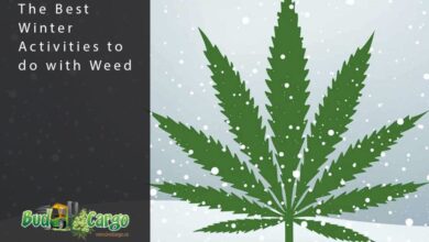 Winter cannabis grow snow frost can cold plants will survive occasional covered while post growery sensiseeds blog