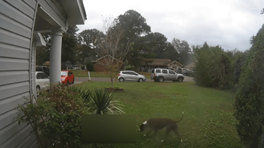 Person injured cat killed in campbell apartment fire