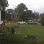 Person injured cat killed in campbell apartment fire