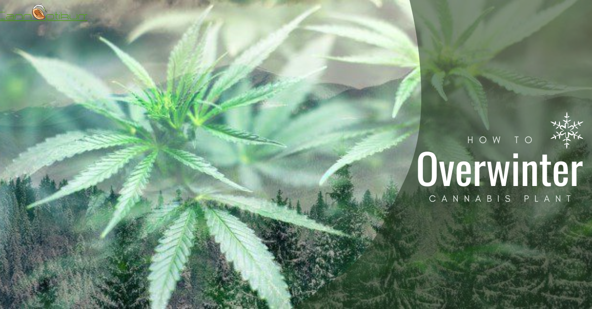 Fitting marijuana into your winter arc routine