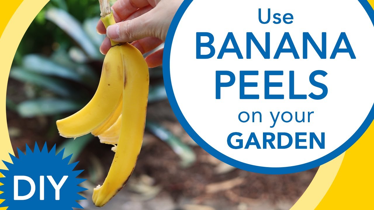 Use banana peels to help grow your garden - YouTube Garden tip should you put banana peels in your soil