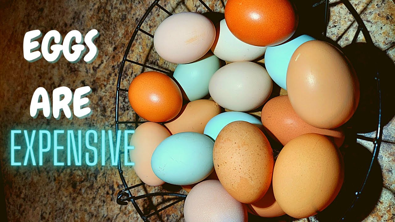 Eggs chicken backyard