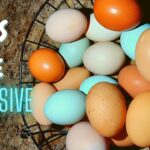 Eggs chicken backyard