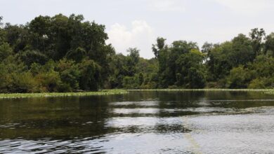 The st johns river 30 experiences to explore the scenic waterway